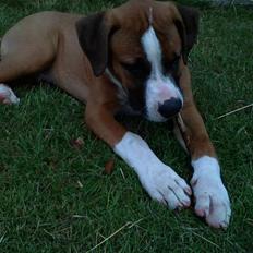 Amerikansk bulldog  - BACHI - 