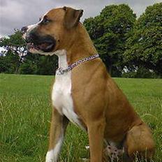 Amerikansk bulldog  - BACHI - 