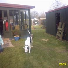 Amerikansk bulldog Sally