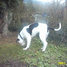 Amerikansk bulldog Sally