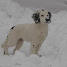 Field Trial spaniel loke