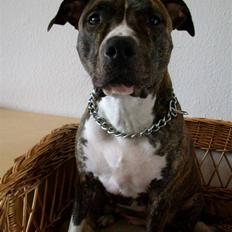 Amerikansk staffordshire terrier Zia