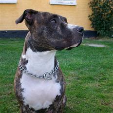 Amerikansk staffordshire terrier Zia