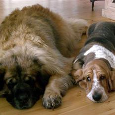 Basset hound * Nanna *