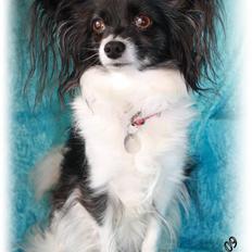 Papillon Molly