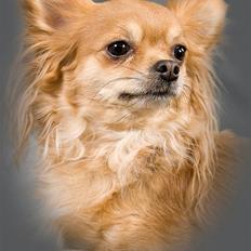 Chihuahua Birkedals Bitten