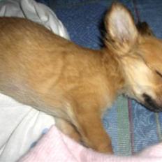 Chihuahua Birkedals Bitten