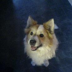 Islandsk fårehund Vætte (R.I.P)