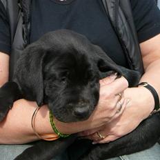 Labrador retriever schubert