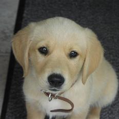 Blanding af racer Montie