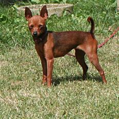 Dvaergpinscher Bevi Darkie