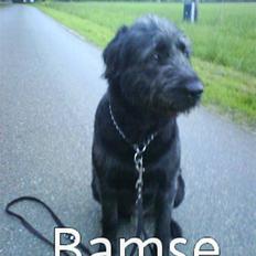 Blanding af racer Bamse