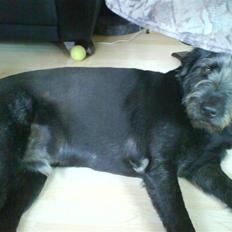 Blanding af racer Bamse