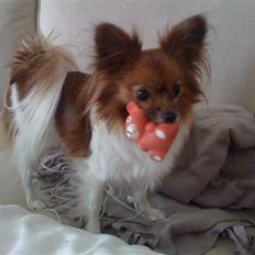 Papillon nikki