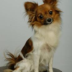 Papillon nikki