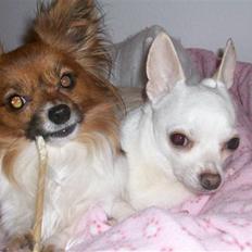 Papillon nikki