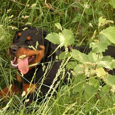 Rottweiler Laica *EFTERLYST*