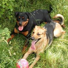 Rottweiler Laica *EFTERLYST*