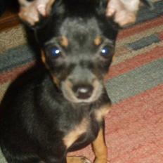 Prazsky krysarik Gucci