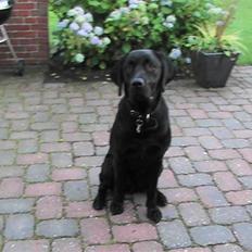 Labrador retriever Rolf