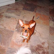 Chihuahua Lucky Luka