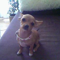 Chihuahua Lucky Luka