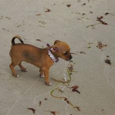 Chihuahua Lucky Luka