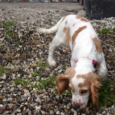 Cocker spaniel Akasha´s Athene DIVA