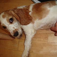 Cocker spaniel Akasha´s Athene DIVA