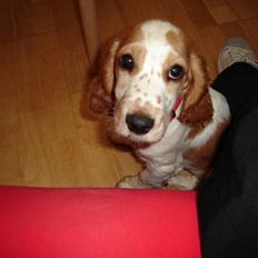 Cocker spaniel Akasha´s Athene DIVA