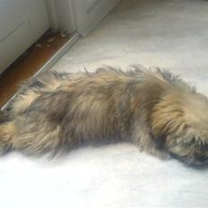Lhasa apso Bertram
