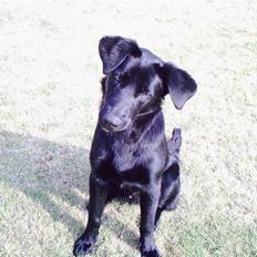 Blanding af racer Balto