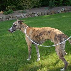 Whippet Newkins Charlie