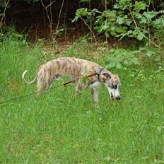 Whippet Newkins Charlie