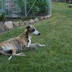 Whippet Newkins Charlie