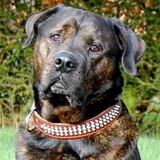 Blanding af racer Simba *RIP*