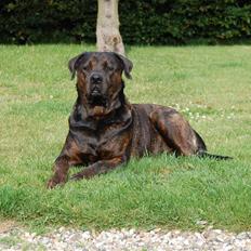 Blanding af racer Simba *RIP*