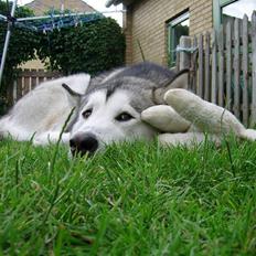Alaskan malamute Neo