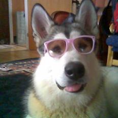 Alaskan malamute Neo