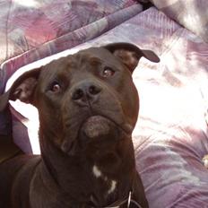 Amerikansk staffordshire terrier Nixon