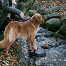 Golden retriever Gaya