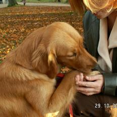 Golden retriever Gaya