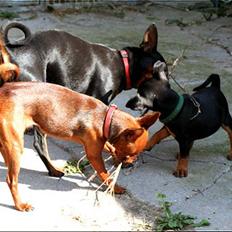 Dvaergpinscher Bevi Darkie