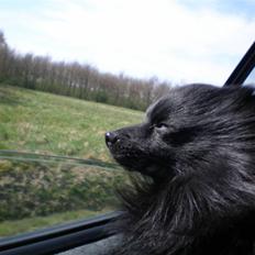 Mittelspitz Spitzhusets Fleetwood Mac