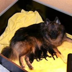 Mittelspitz Spitzhusets Fleetwood Mac