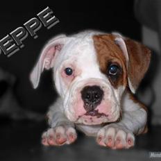 Amerikansk bulldog RIP - Eriksson Sir Peppe