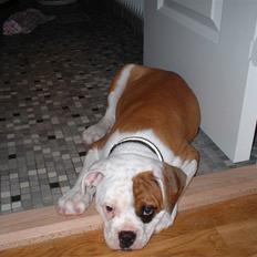Amerikansk bulldog RIP - Eriksson Sir Peppe
