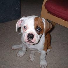 Amerikansk bulldog RIP - Eriksson Sir Peppe