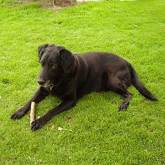 Labrador retriever Bjørn