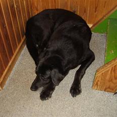 Labrador retriever Bjørn